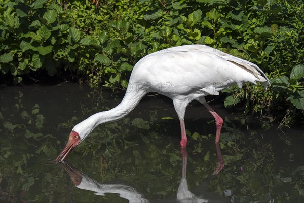 Siberian crane