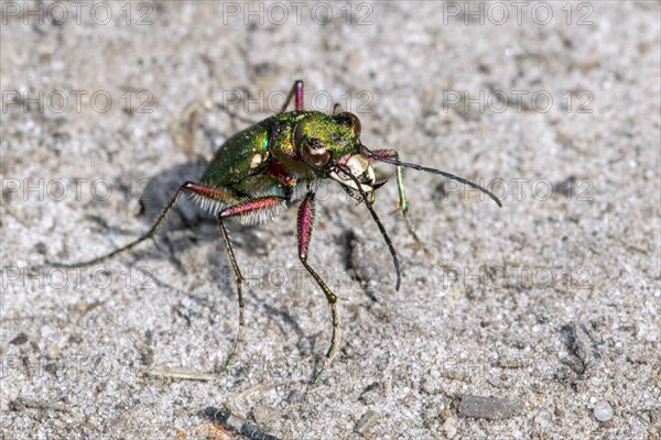 Green tiger beetle