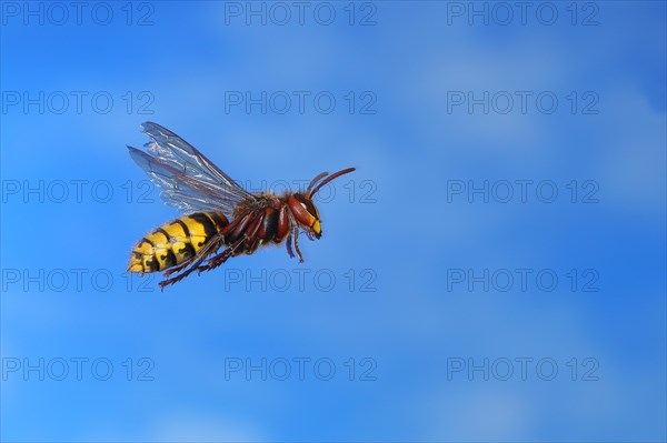 European hornet