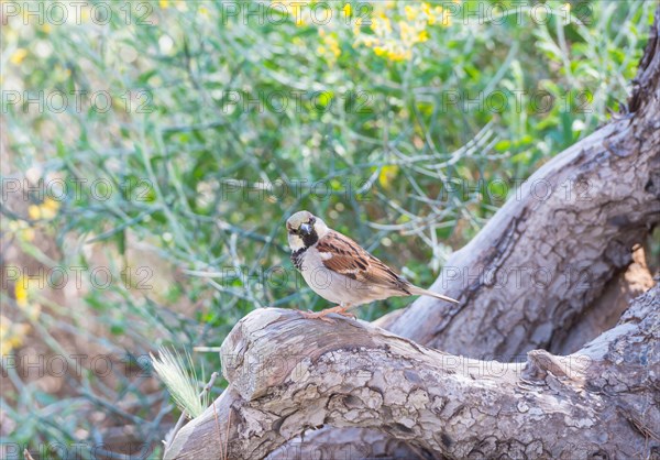 House sparrow