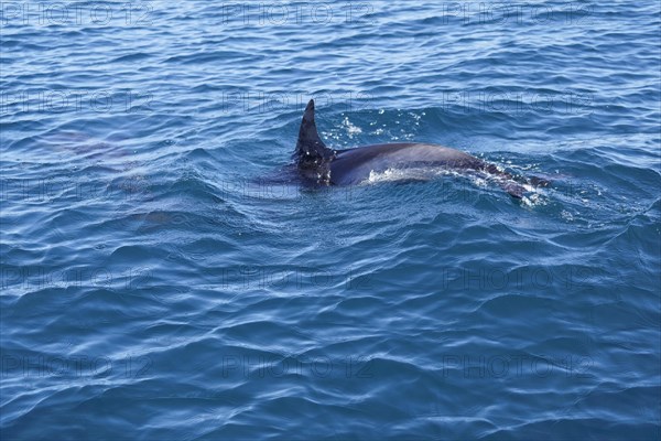 Long-beaked common dolphins