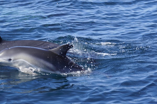 Long-beaked common dolphins