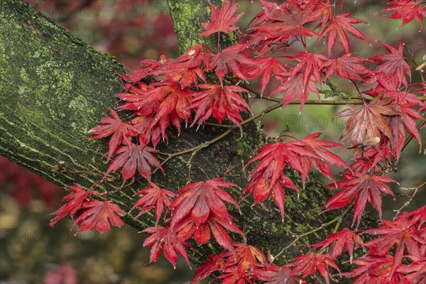 Japanese fan maple