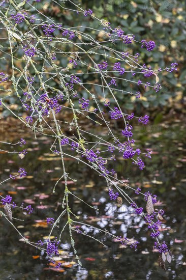Bodinier's beautyberry