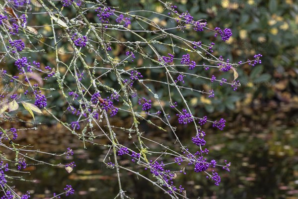 Bodinier's beautyberry