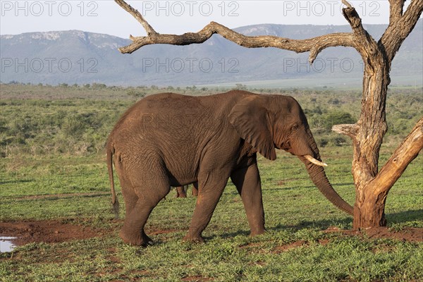 African elephant