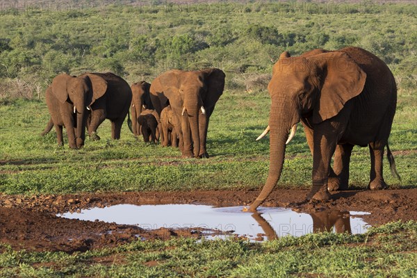 African elephants