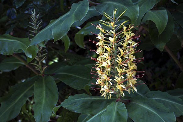 Kahili ginger
