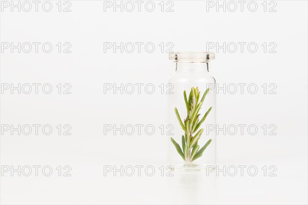 Close-up of a glass jar with branches of fresh rosemary isolated on a white background