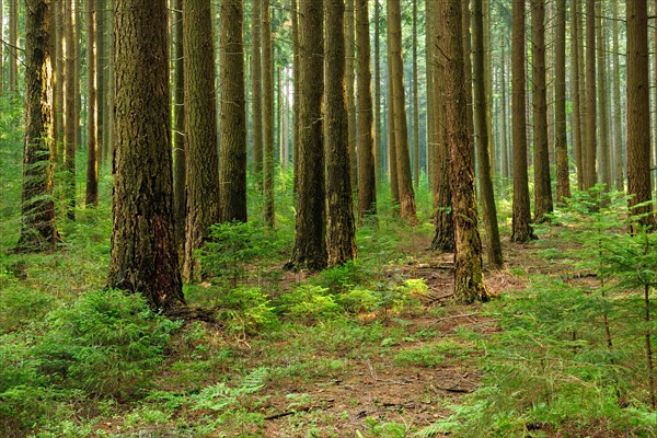 Spruce forest with incipient regeneration