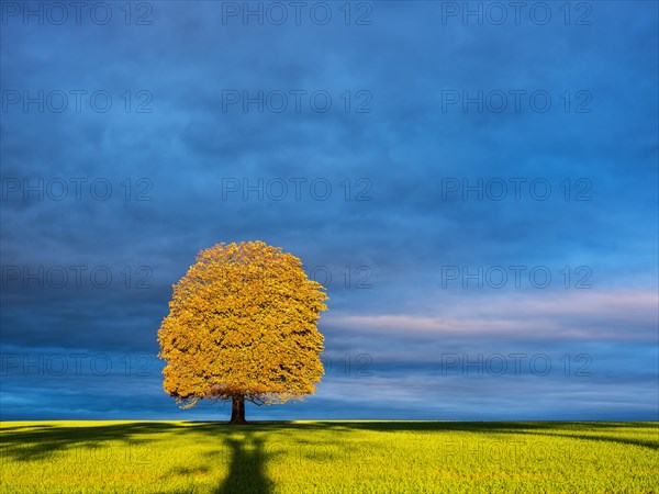 Solitary horse chestnut tree in autumn in the morning light