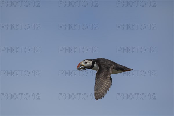Atlantic puffin