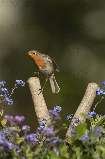 European robin