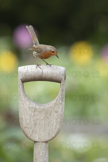 European robin