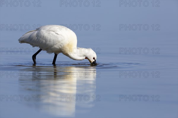 Spoonbill