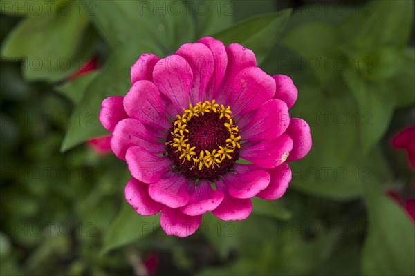 Flower of a zinnia