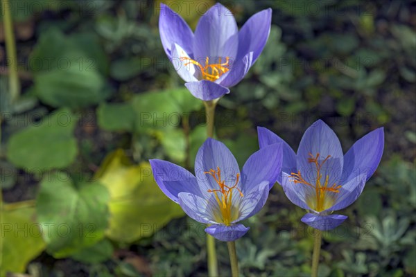 Meadow saffron