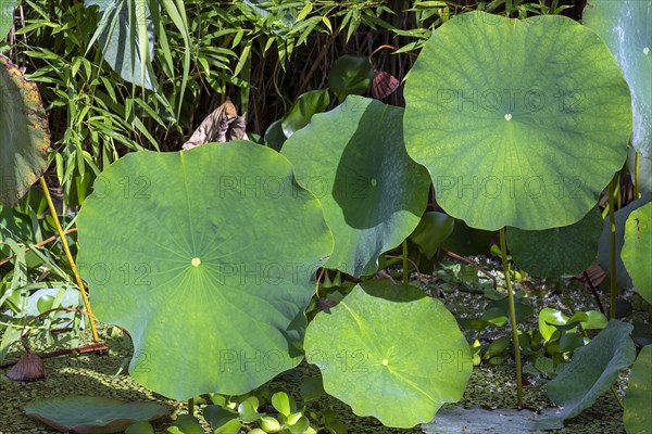Leaves of a lotus