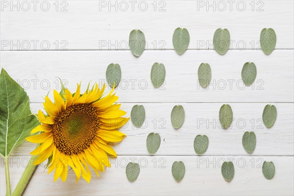 Sunflower leaves ornament