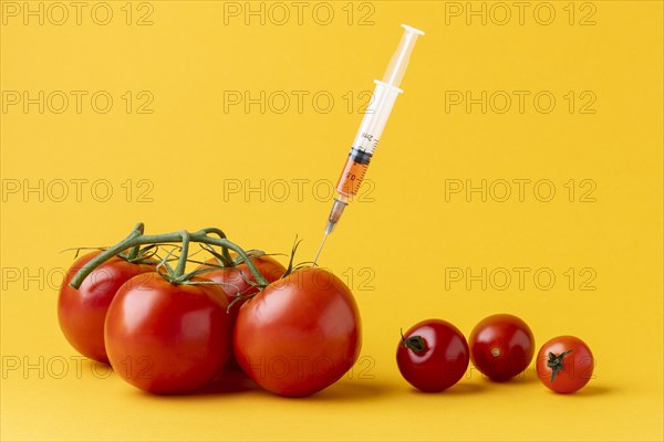 Gmo modified tomatoes front view