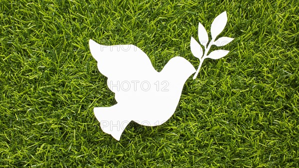 Top view paper dove grass