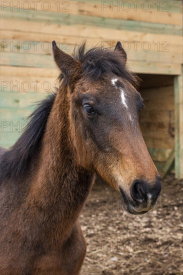 Medium shot horse outdoors