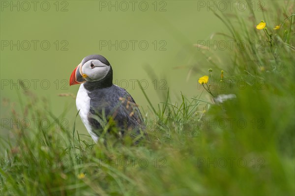 Puffin