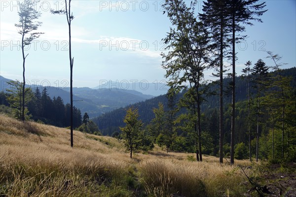 Moravian-Silesian Beskydy