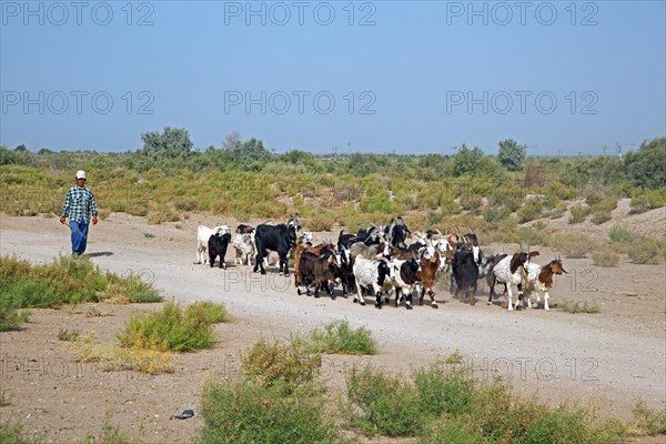 Turkmen shepherd herding a tribe of goats in the Karakum desert in Turkmenistan