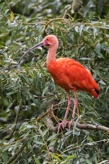 Scarlet ibis
