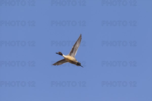 Northern pintail