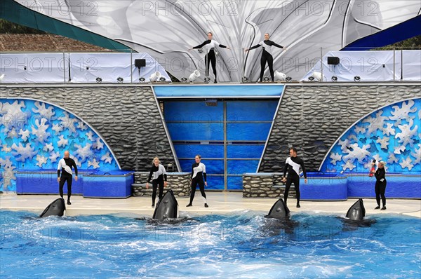 Dressed killer whales