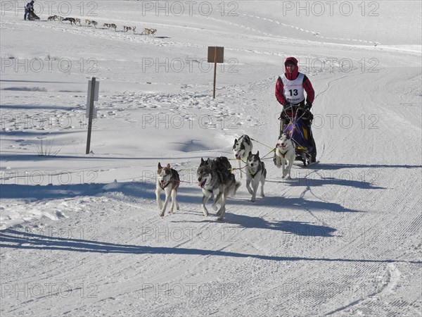 Double team with 6 dogs at a sled dog race
