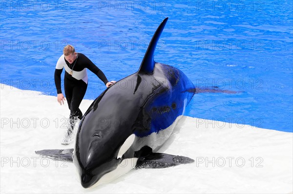 Dressed killer whale