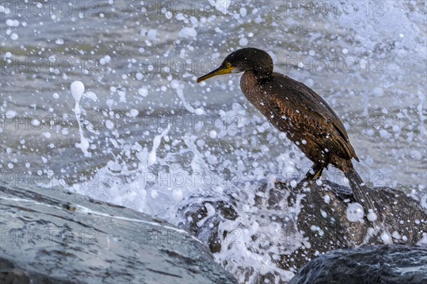 Wave crashing over European shag