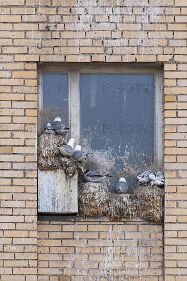Black-legged kittiwakes