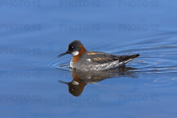 Red-necked Phalarope