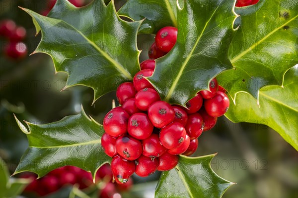 Common holly