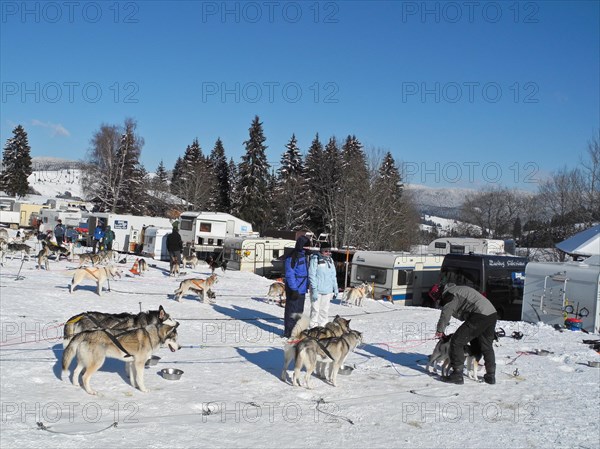 Preparation area at the sled dog race