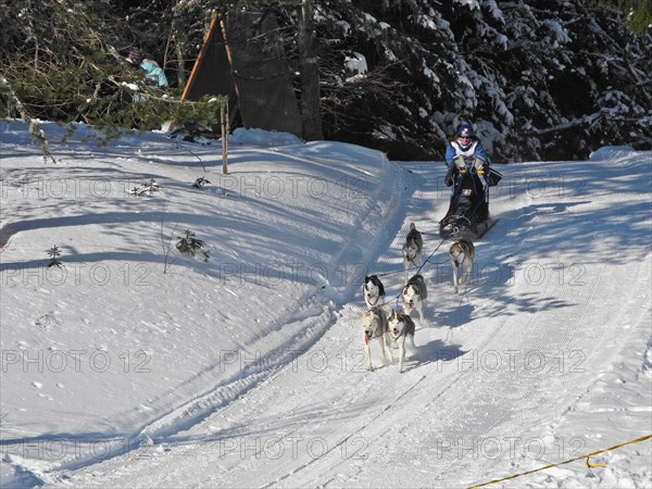 Double team with 6 dogs at a sled dog race