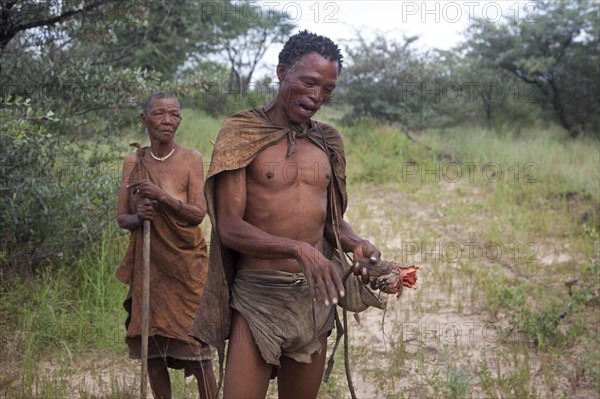 Bushman with roots for making paint pigment in the Kalahari desert near Ghanzi
