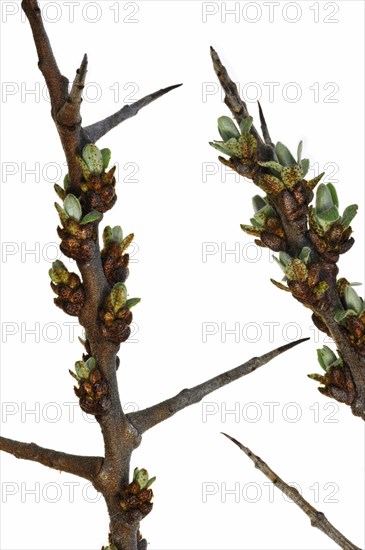 Common sea-buckthorn