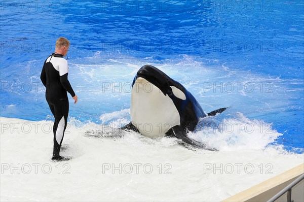 Dressed killer whale