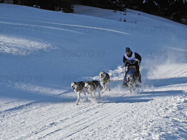 Double team with 4 dogs at a sled dog race