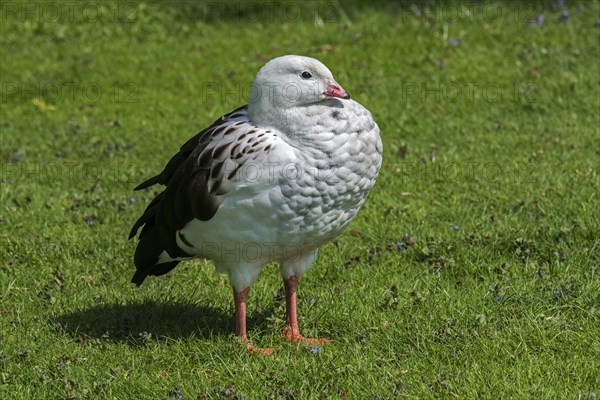 Andean goose