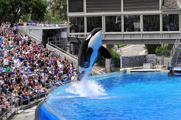 Dressed killer whale