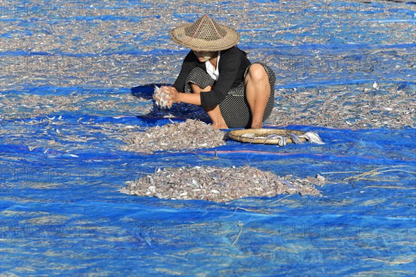 Fish spread out to dry on blue nets on the beach of Ngapali fishing village