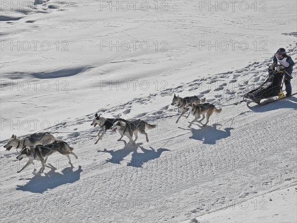 Double team with 6 dogs at a sled dog race