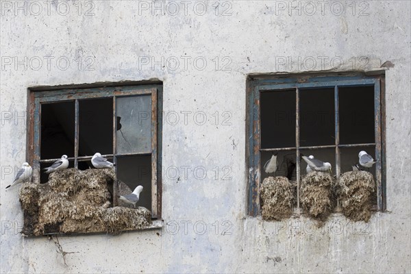 Black-legged kittiwakes