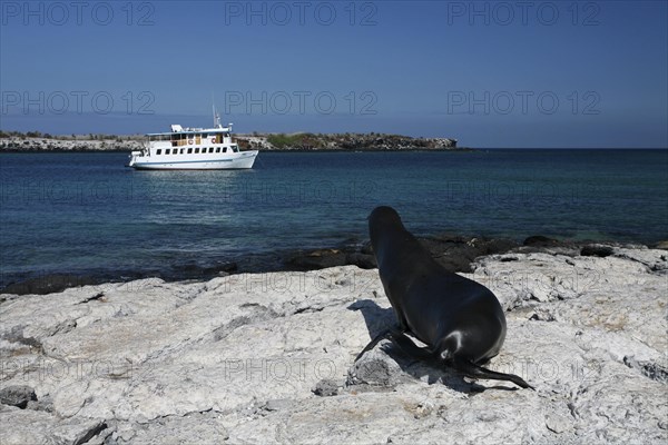 Galapagos sealion